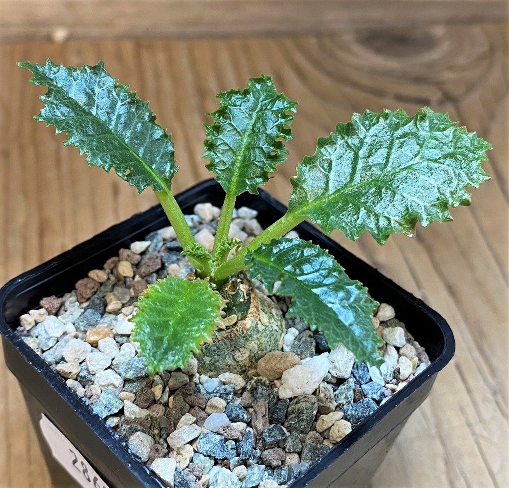 SH28699 Dorstenia horwoodii - Image 2