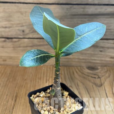 SH28703 Adenium arabicum ‘Black Body’