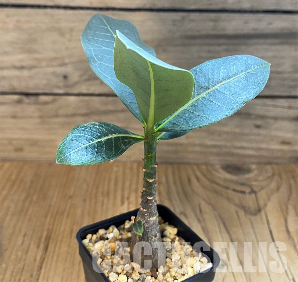 SH28703 Adenium arabicum ‘Black Body’