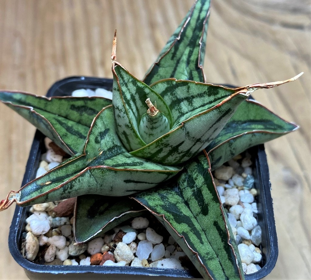 SH28646 Sansevieria 'Kaisar' hybrid