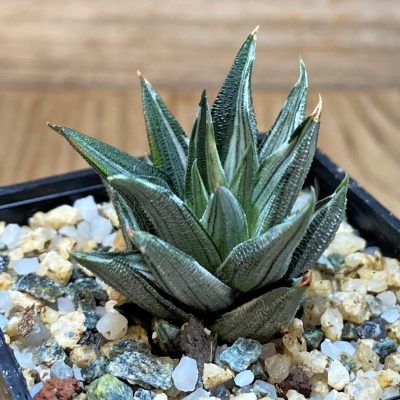 SH28654 Haworthia tortuosa f. variegata