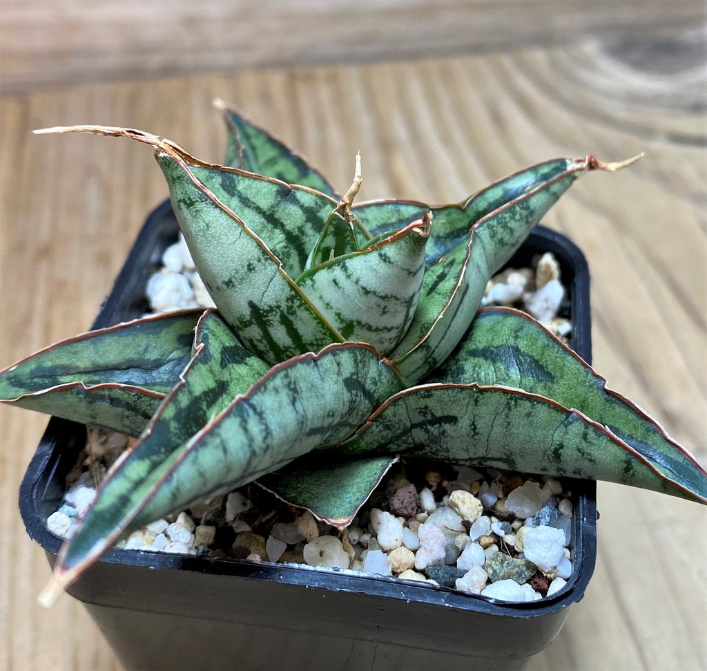 SH28646 Sansevieria 'Kaisar' hybrid - Image 2