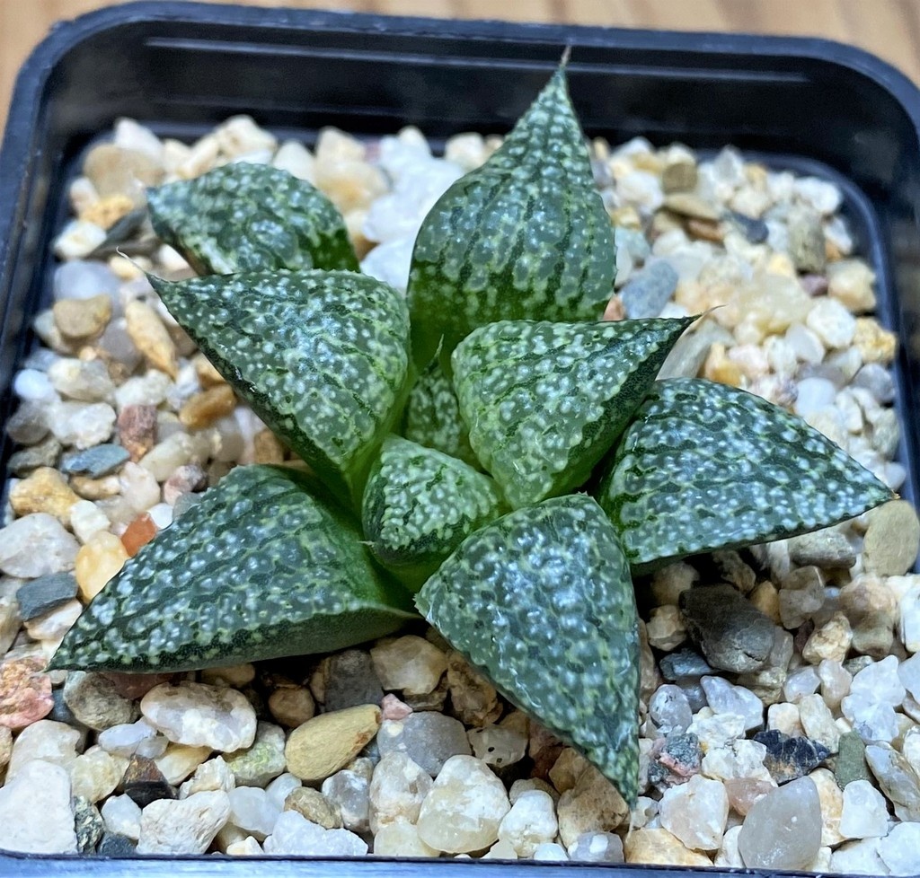 SH28659 Haworthia picta -Japan-