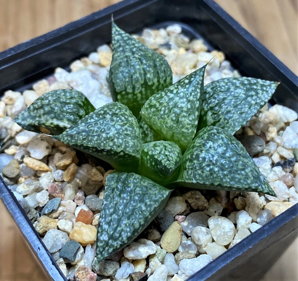 SH28659 Haworthia picta -Japan- - Image 2