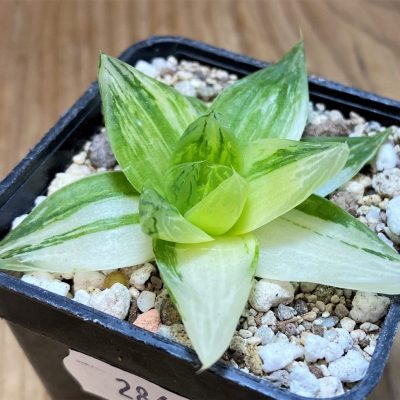 SH28660 Haworthia cymbiformis f. variegata