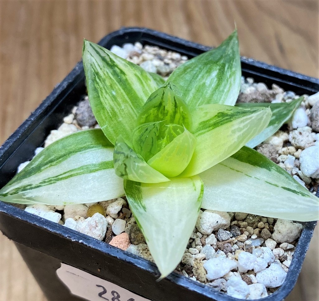 SH28660 Haworthia cymbiformis f. variegata