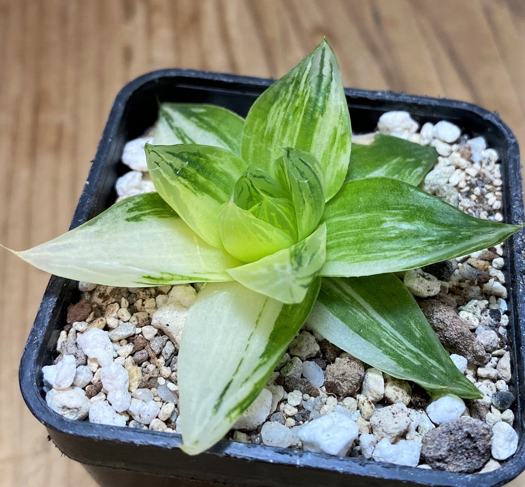 SH28660 Haworthia cymbiformis f. variegata - Image 2