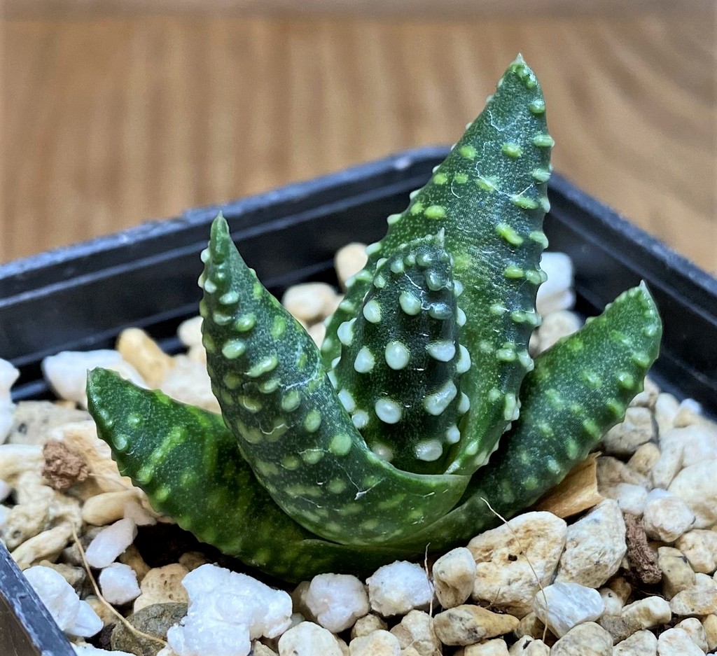 SH28661 Haworthia maxima -Hear Worcester Airoport-, seedling