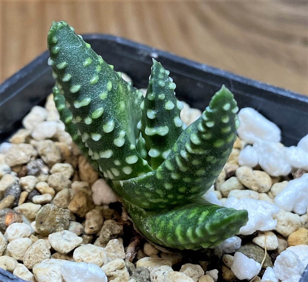 SH28661 Haworthia maxima -Hear Worcester Airoport-, seedling - Image 2