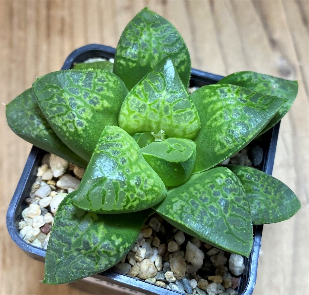 SH28663 Haworthia 'Kamen Butokai' - Image 2