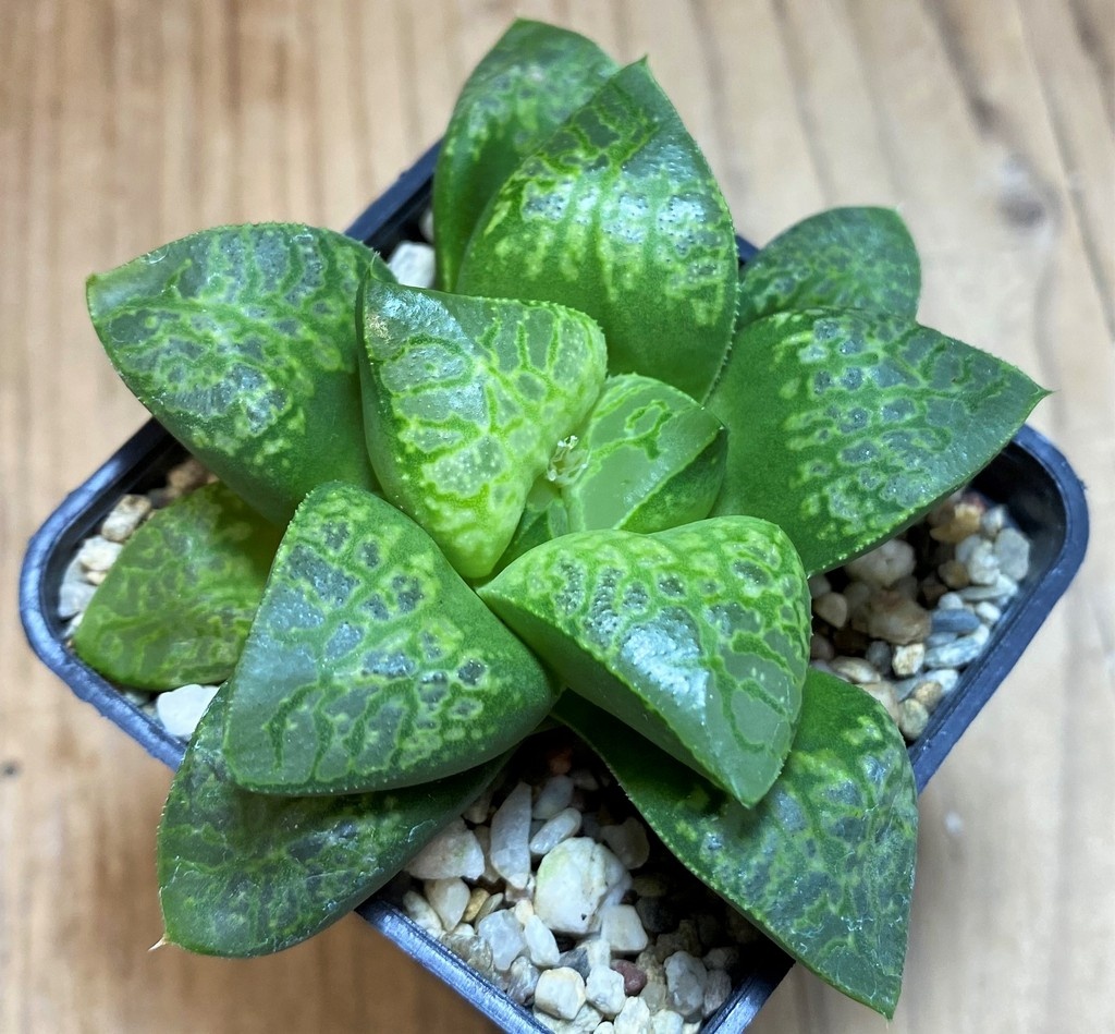 SH28663 Haworthia 'Kamen Butokai'