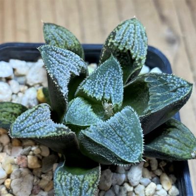 SH28668 Haworthia 'Kegazato' hybrid