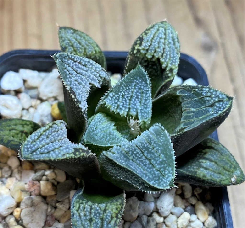 SH28668 Haworthia 'Kegazato' hybrid