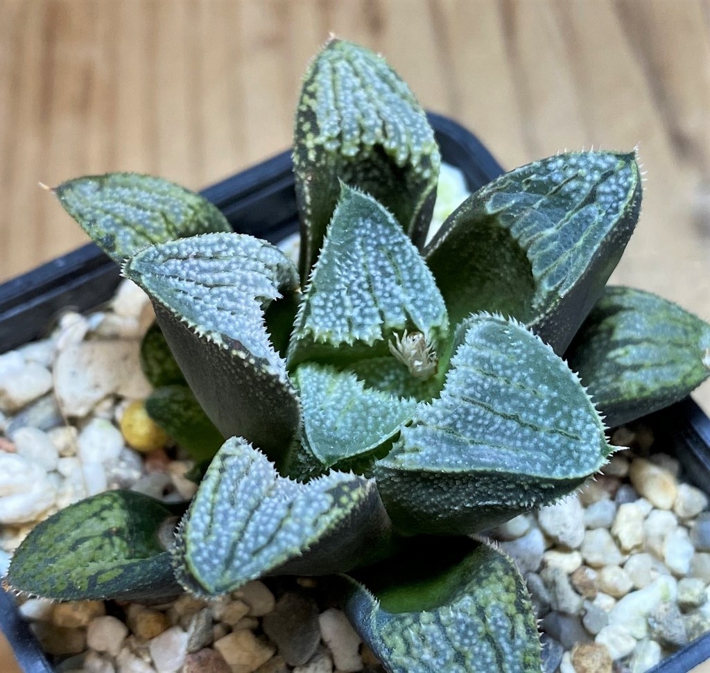SH28668 Haworthia 'Kegazato' hybrid - Image 2