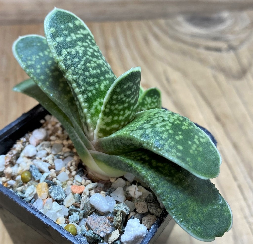 SH28648 Gasteria hybrid - Image 2