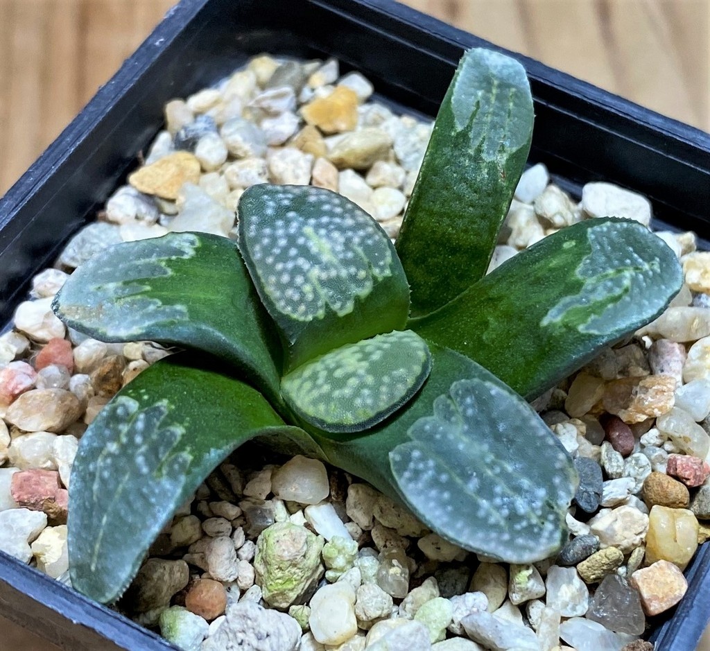 SH28675 Haworthia groenewaldii