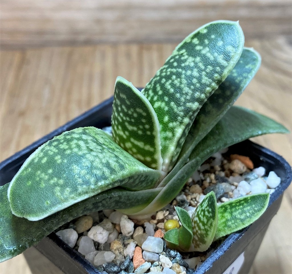SH28648 Gasteria hybrid