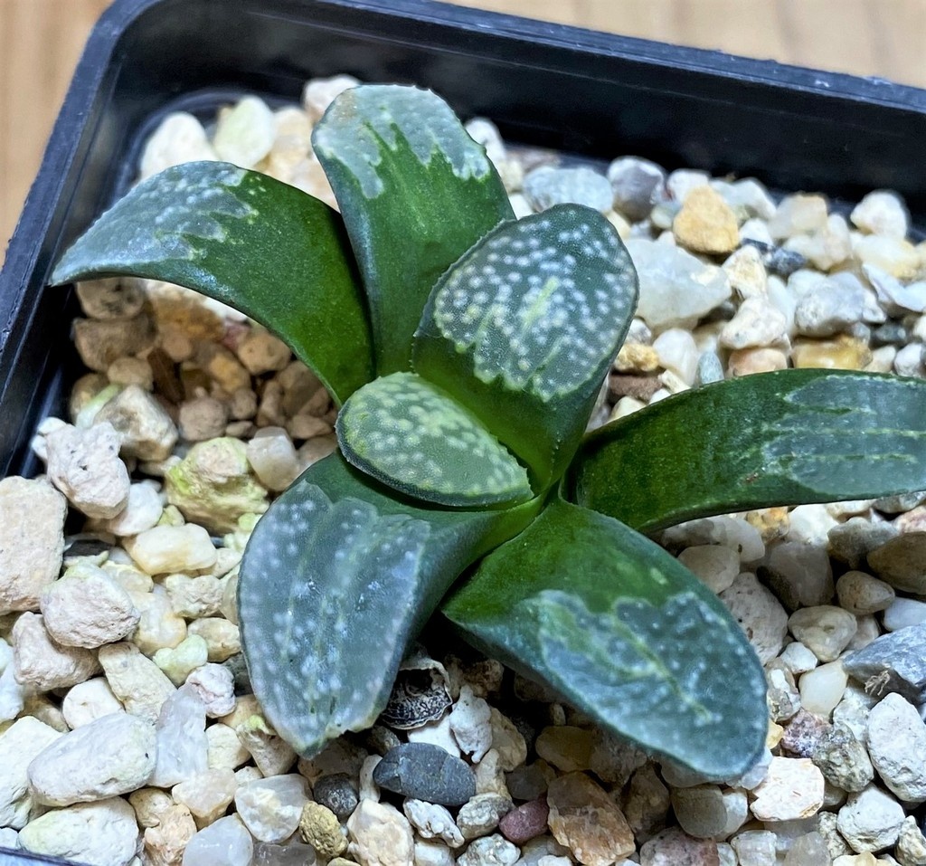 SH28675 Haworthia groenewaldii - Image 2
