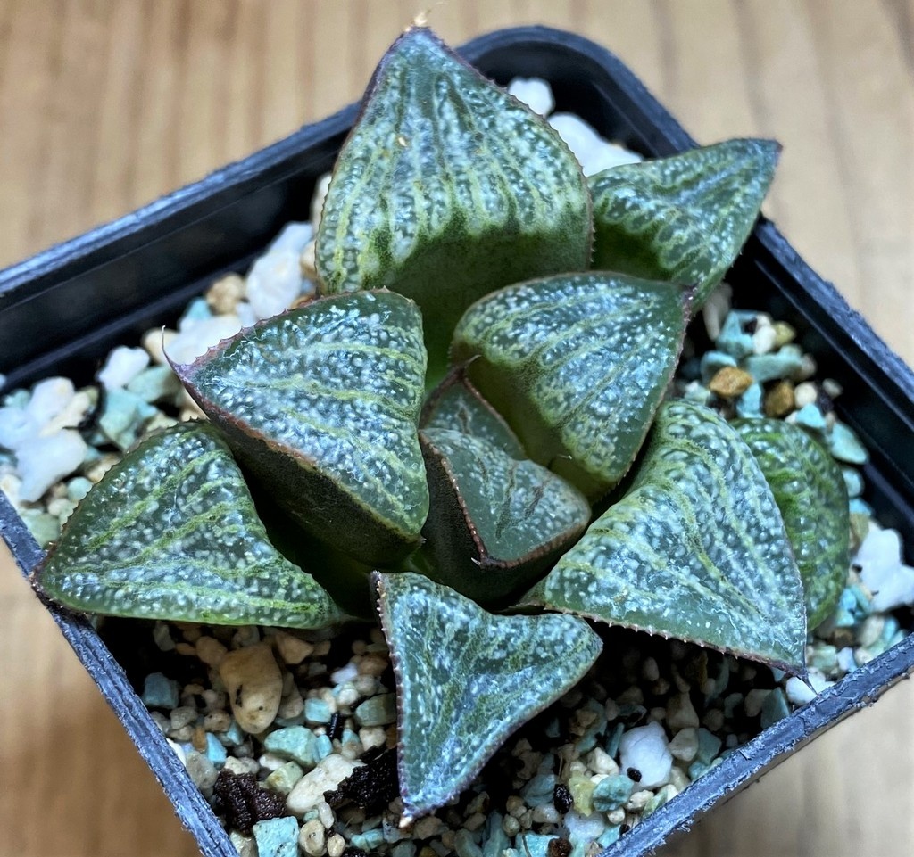 SH28676 Haworthia splendens ‘Hana Aoi’ - Image 2