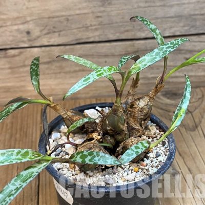 SH16887 Ledebouria socialis