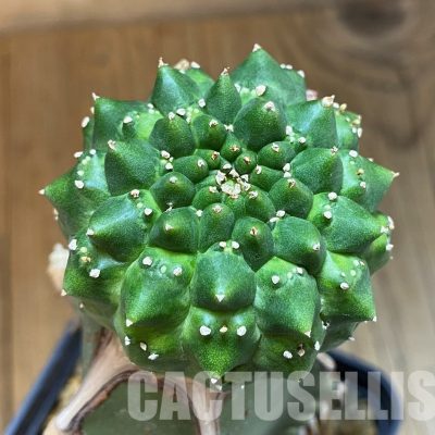 SH12105 Euphorbia gymnocalycioides, grafted