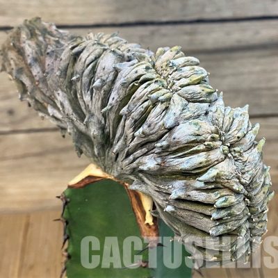 SH18883 Euphorbia abdelkuri f. cristata, grafted