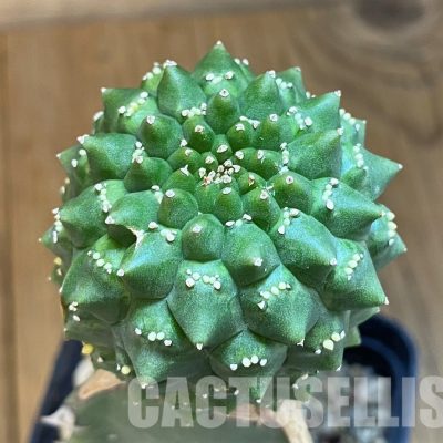 SH5646 Euphorbia gymnocalycioides, grafted