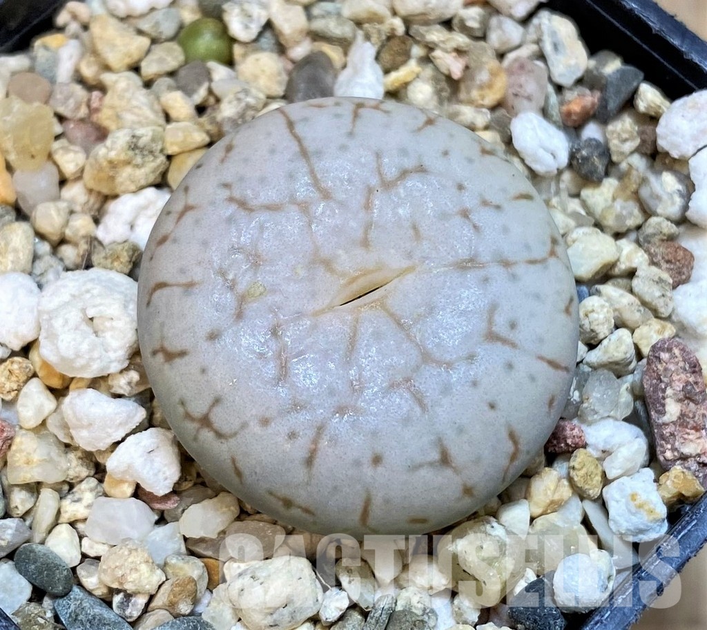 SH14847 Lithops pseudotruncatella ssp. volkii