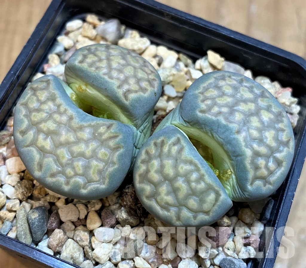 SH13094 Lithops julii v. fulleri