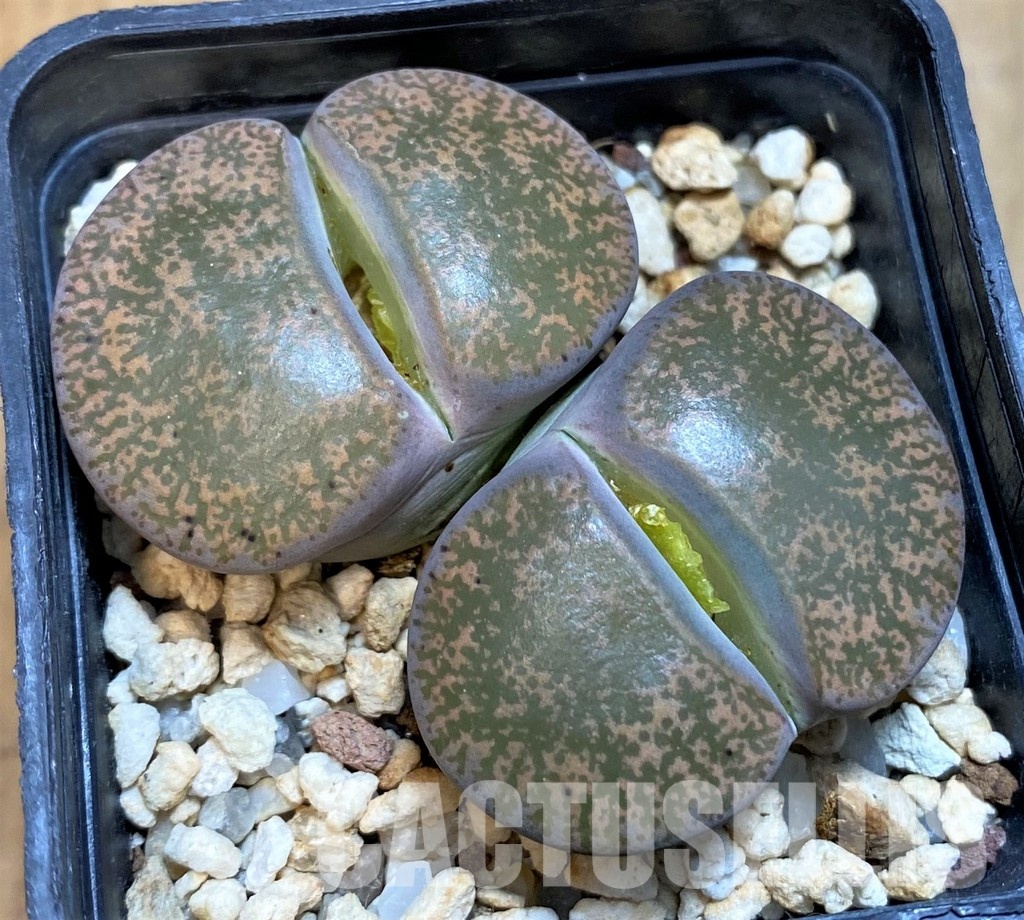 SH1029 Lithops lesliei C 014 -Kimberley-