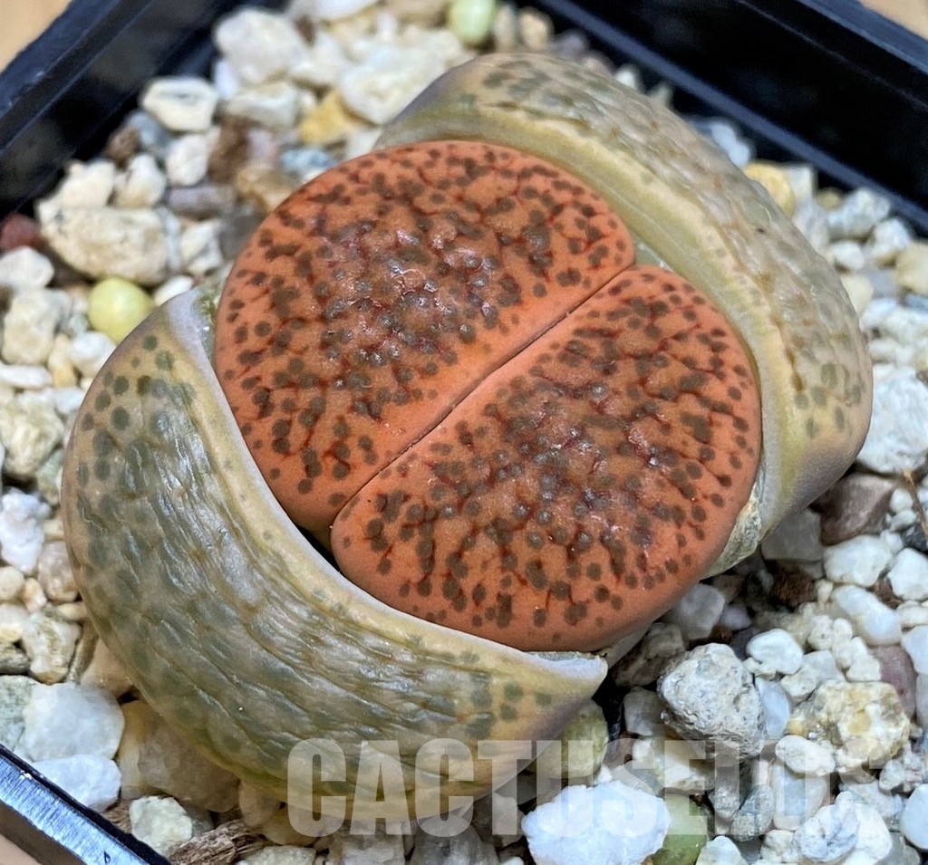 SH15940 Lithops fulviceps