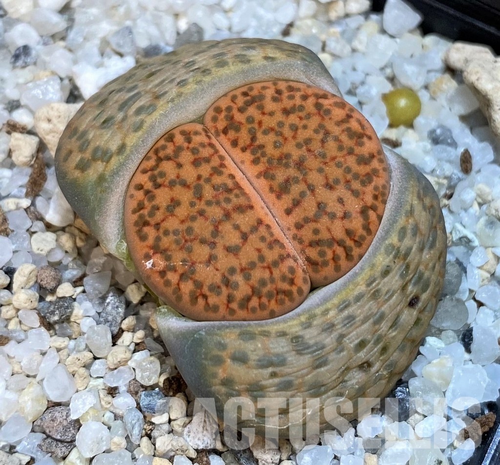 SH18867 Lithops fulviceps C278