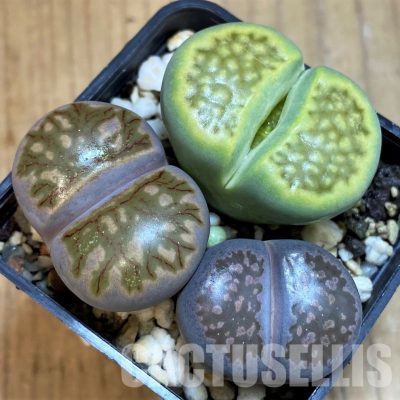 SH28940 Lithops mix