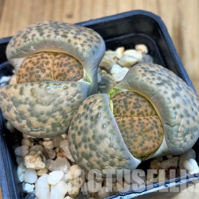 SH10685 Lithops fulviceps