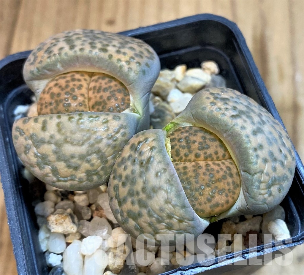 SH10685 Lithops fulviceps