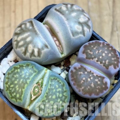 SH28939 Lithops mix