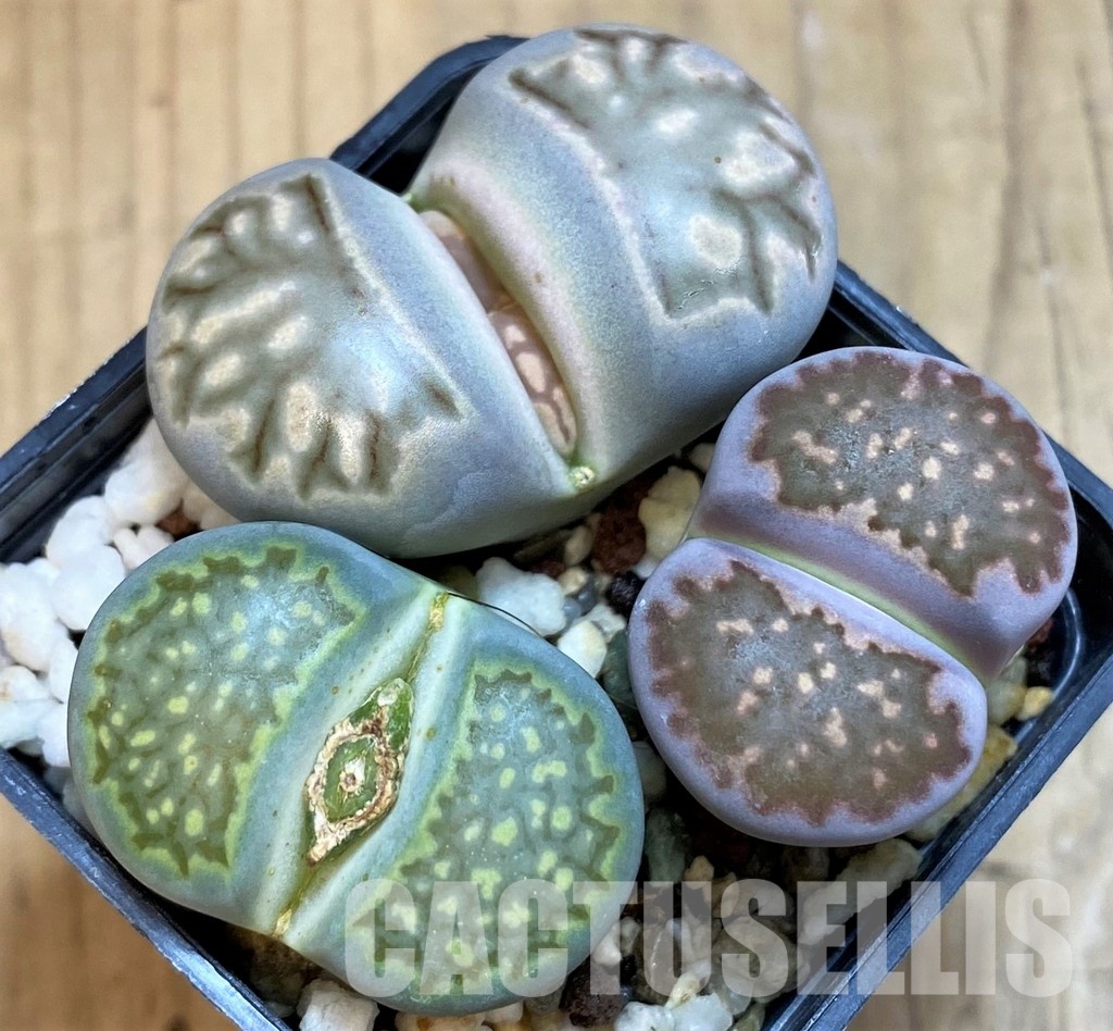 SH28939 Lithops mix
