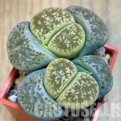 SH8161 Lithops gesinae