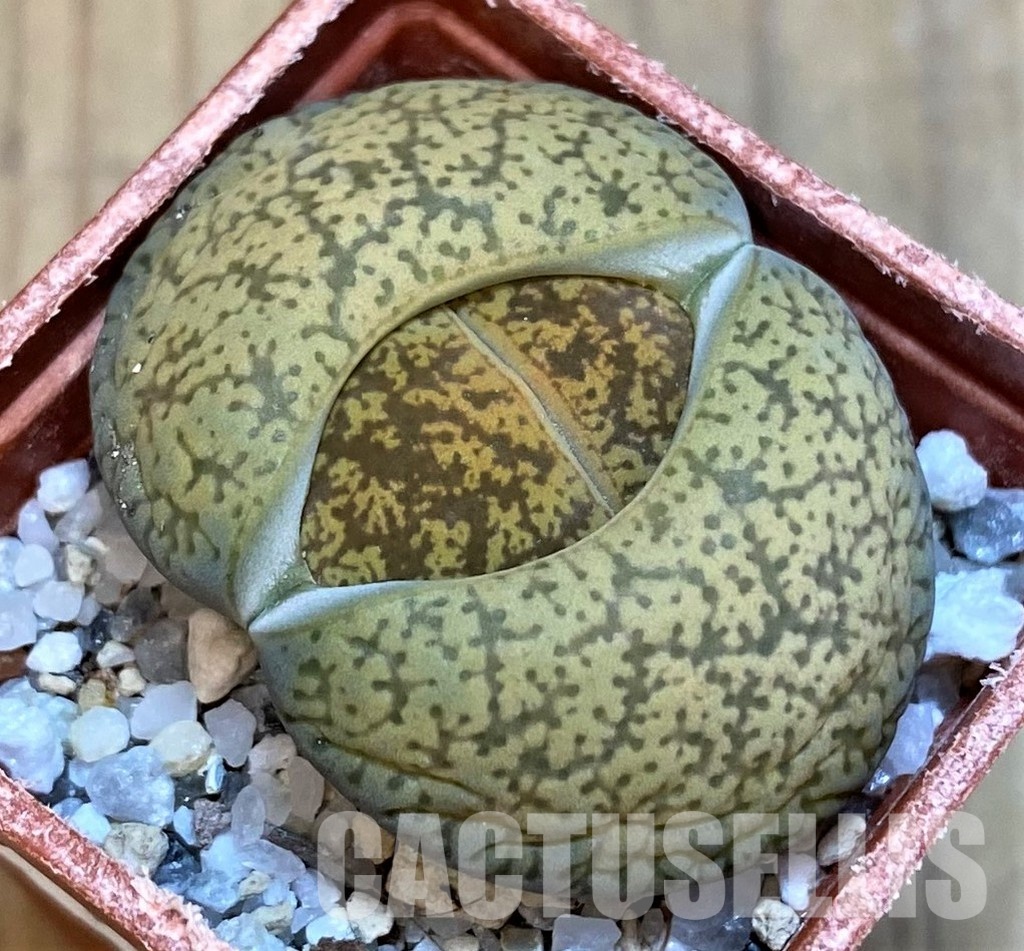 SH16751 Lithops lesliei v. hornii x albinica