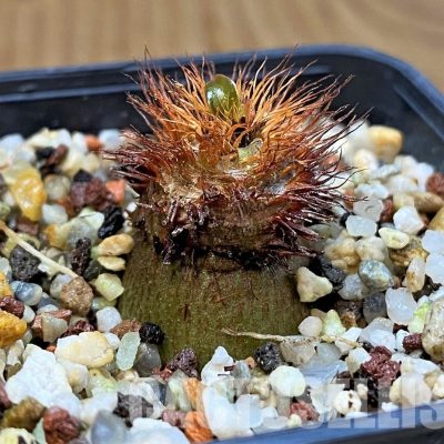 SH11059 Euphorbia ramena