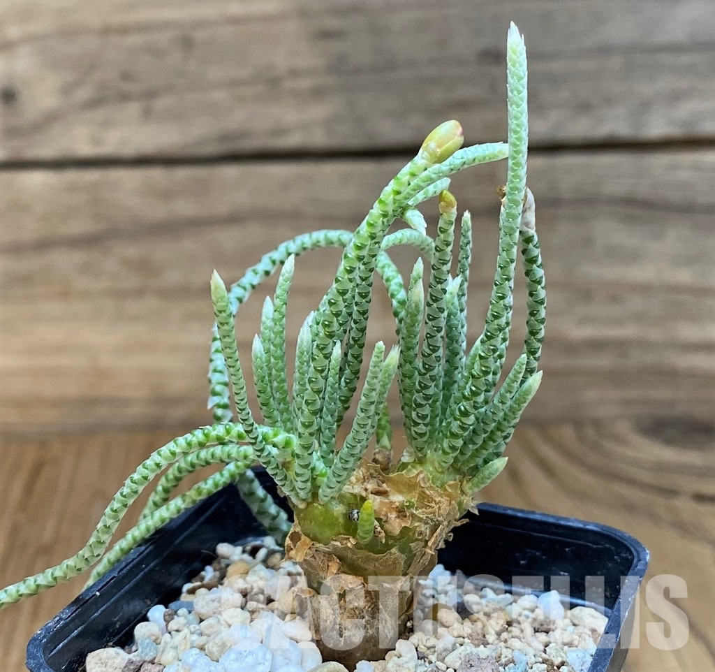 SH5680 Avonia quinaria