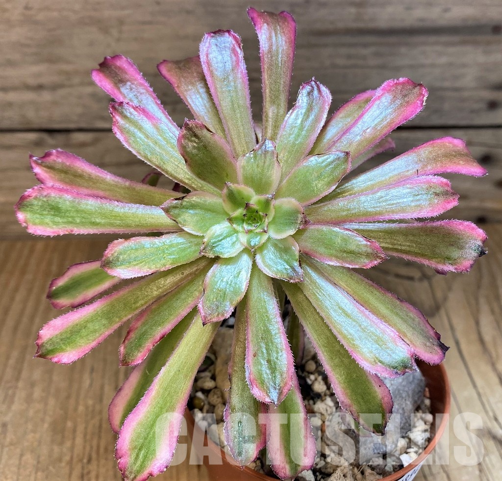 SH28943 Aeonium ‘Mardi Gras’