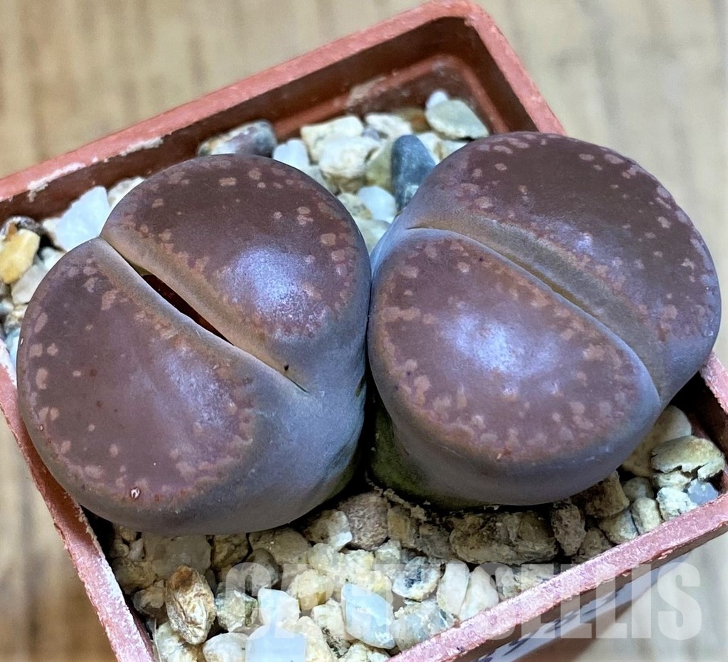 SH28983 Lithops aucampiae,ex Kokerboom Nursery