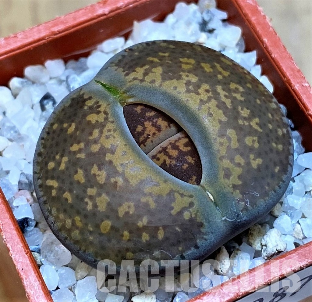 SH28987 Lithops aucampiae, Majading form