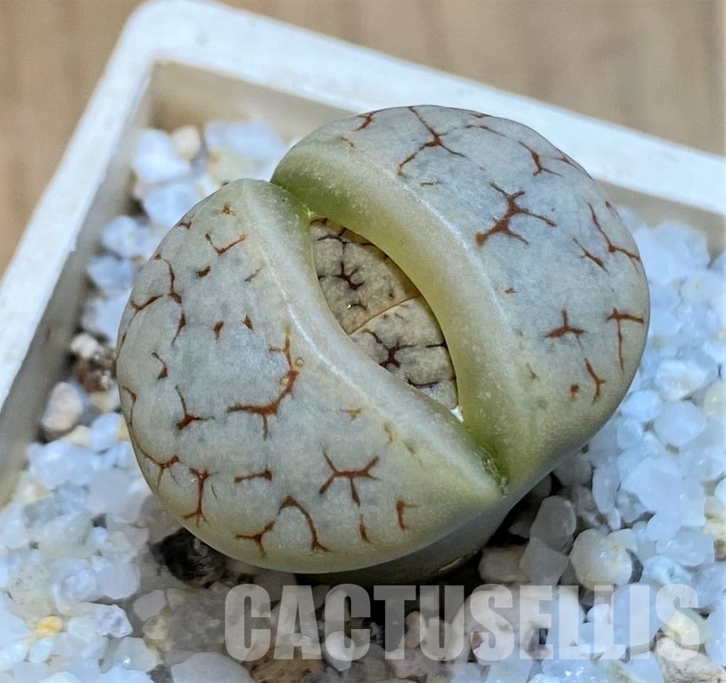 SH28988 Lithops gracilidelineata v. brandbergensis