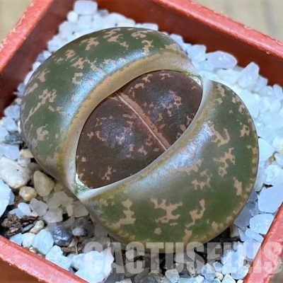SH28989 Lithops lesliei