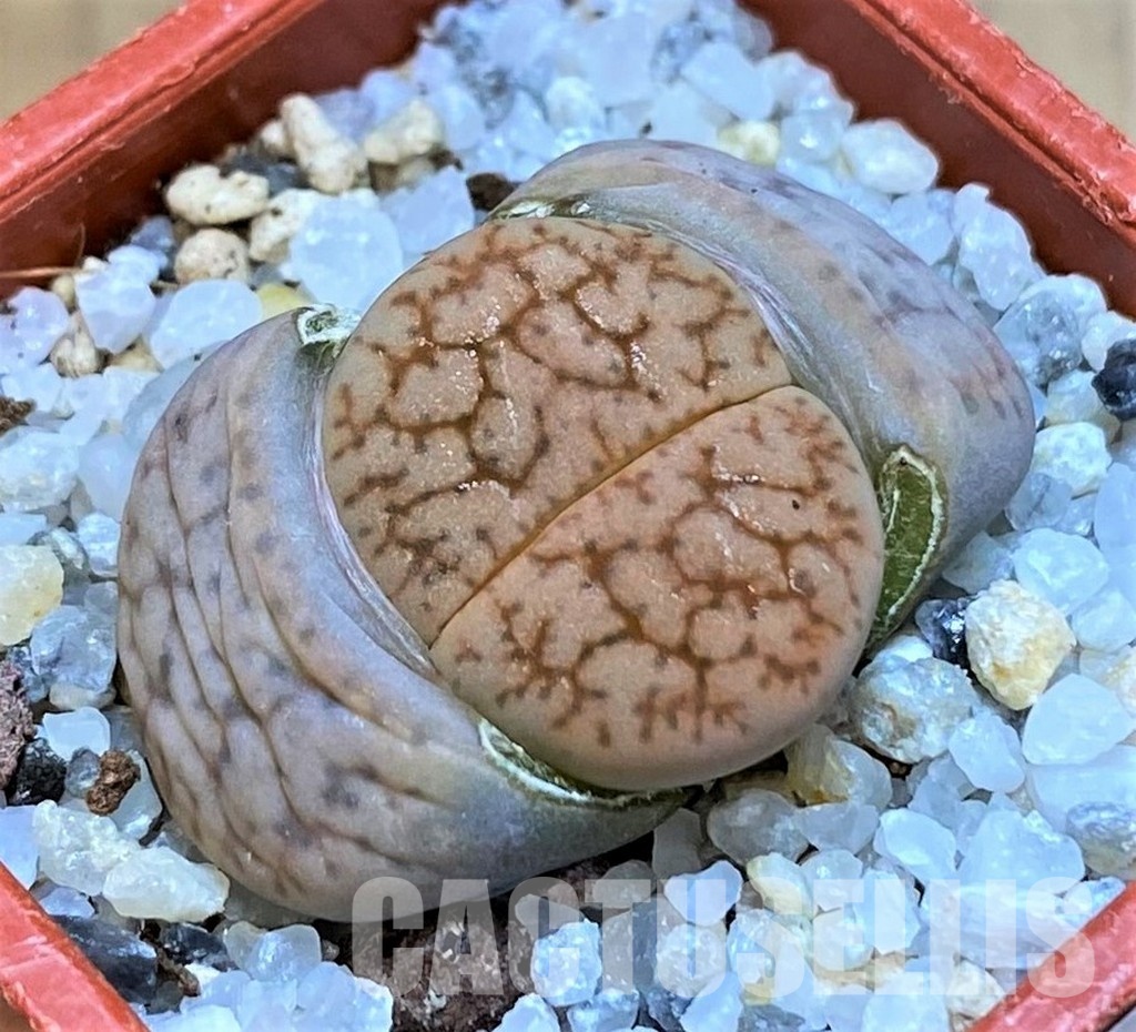 SH28994 Lithops 'Talisman' F2