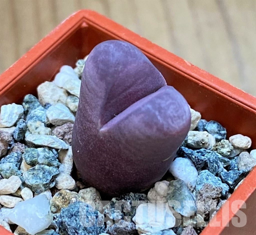 SH28996 Lithops optica 'Rubra'