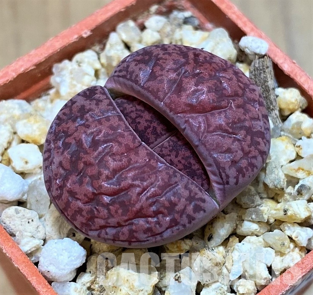 SH29000 Lithops lesliei ‘Fred’s Redhead’