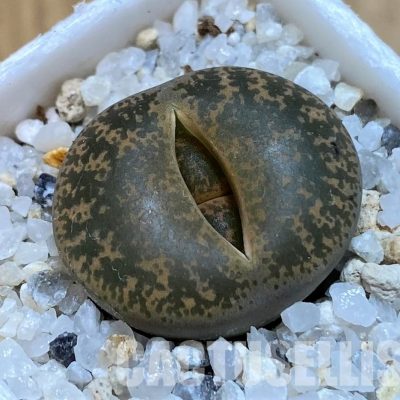 SH29001 Lithops lesliei C020